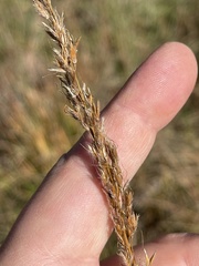 Sporobolus compositus