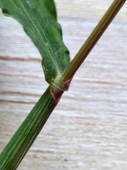 Digitaria ischaemum