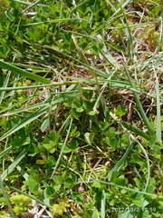 Trifolium suffocatum