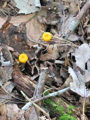 Gloioxanthomyces nitidus