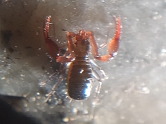 Pseudoscorpiones