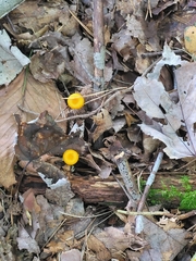Gloioxanthomyces nitidus