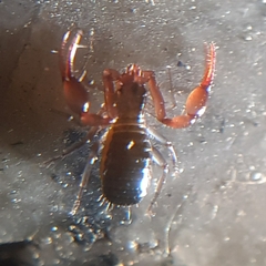 Pseudoscorpiones
