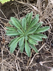 Erysimum concinnum