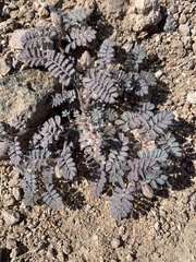 Dalea mollissima