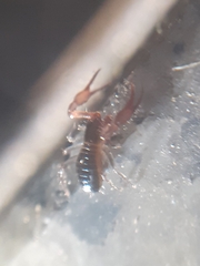 Pseudoscorpiones