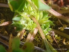Trifolium suffocatum