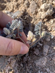 Dalea mollissima