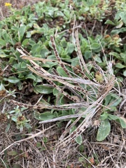 Erysimum concinnum
