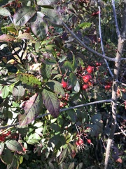 Rosa palustris