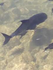 Caranx ignobilis