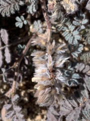 Dalea mollissima
