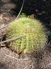 Kroenleinia grusonii