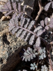 Dalea mollissima