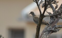 Streptopelia turtur
