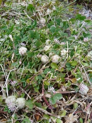 Trifolium tomentosum