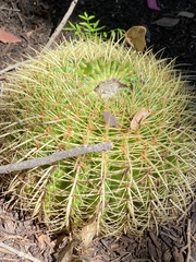 Kroenleinia grusonii