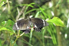 Papilio aegeus