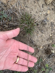 Agrostis blasdalei