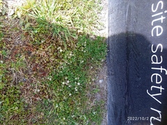 Trifolium tomentosum