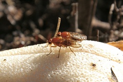 Dryomyza