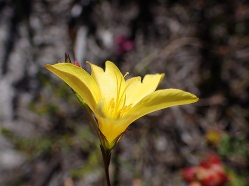 Linum heterostylum (Linum heterostylum)