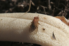 Dryomyza