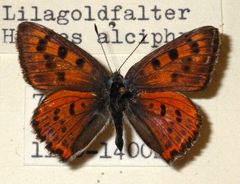 Lycaena alciphron