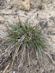 Agrostis blasdalei