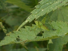 Phaneroptera