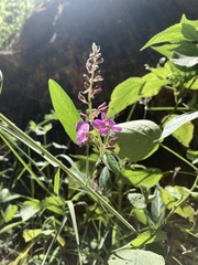 Desmodium incanum