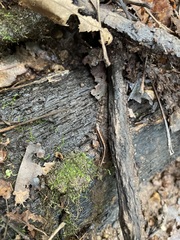 Desmognathus ochrophaeus