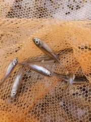 Notemigonus crysoleucas