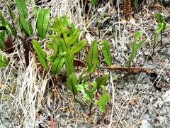 Microsorum pustulatum pustulatum