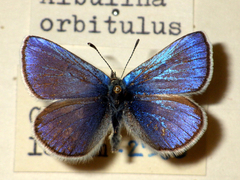 Agriades orbitulus