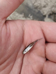 Notemigonus crysoleucas