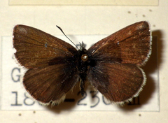 Agriades orbitulus