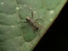 Polyrhachis metella