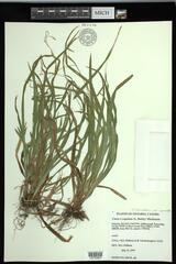 Carex laxiculmis copulata