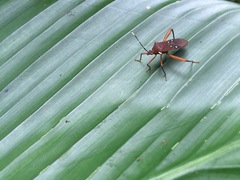 Leptoscelis quadrisignatus