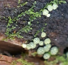 Trichoderma gelatinosum