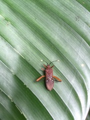 Leptoscelis quadrisignatus