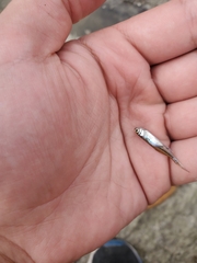 Notemigonus crysoleucas