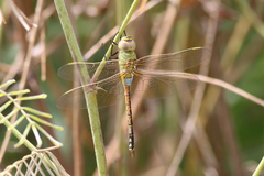 Anax ephippiger