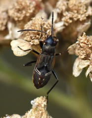 Rhyparochromus