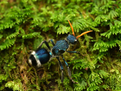 Ephutomorpha paradisiaca