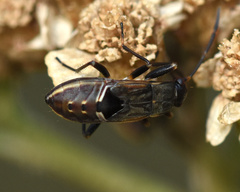 Rhyparochromus