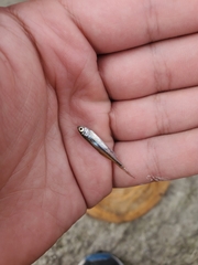 Notemigonus crysoleucas