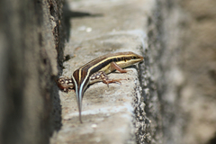 Trachylepis quinquetaeniata