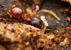Carebara
